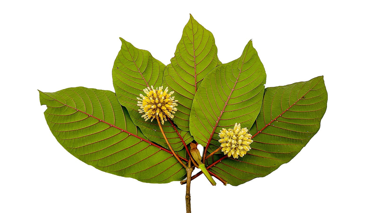 Why Locals Recommend the Best Kratom Tea in Chiang Mai