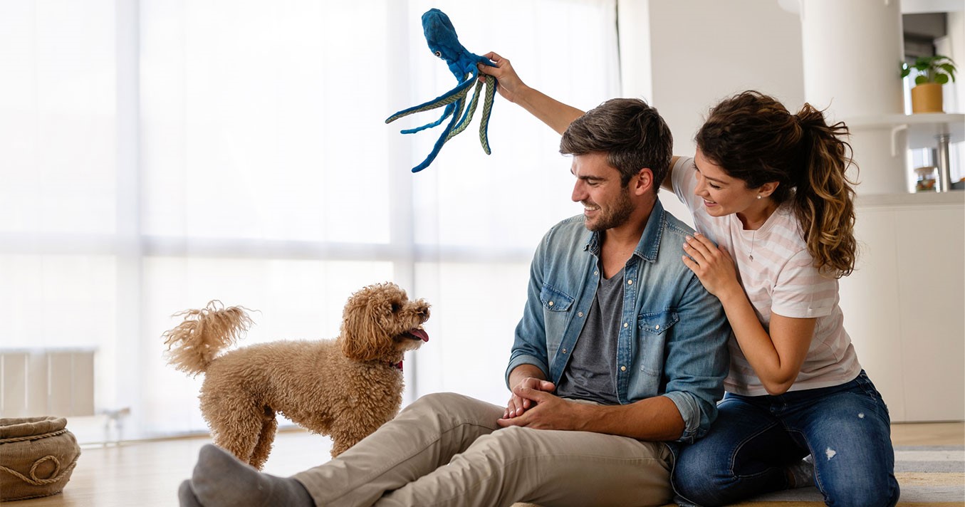 Quick and Affordable Pet Certificates UK-Wide with Vet Home Certs