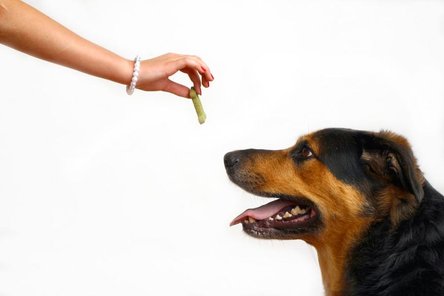 Canine Training Camp Guide for Better Dog Behavior Today